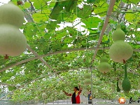 为人民谋幸福 | 螺溪镇：发展设施农业 助力乡村振兴