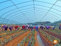 苏溪镇：寒露将至农事忙
