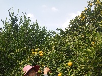 为人民谋幸福 | 沿溪镇：蜜桔成熟时，贫困脱贫期