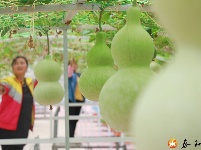 为人民谋幸福 | 螺溪镇：发展设施农业 助力乡村振兴