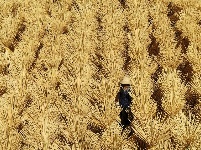 上圯乡：毛竹深加工助力脱贫攻坚