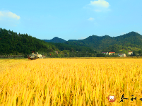 泰和：优质稻种植助力乡村振兴