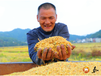 泰和：优质稻种植助力乡村振兴