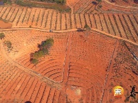 为人民谋幸福 | 上模乡：红壤荒坡变身生态果园