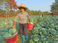 泰和：蔬菜喜丰收 农民采收忙