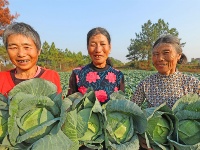 泰和：蔬菜喜丰收 农民采收忙