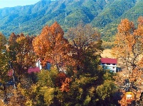 水槎乡：山乡枫叶红