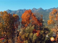 水槎乡：山乡枫叶红