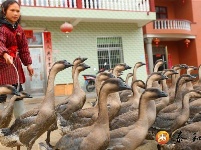 泰和：灰鹅养殖助力脱贫攻坚