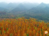 水槎乡：水杉泛黄美不胜收