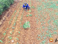 马市镇：冬种油菜促增收