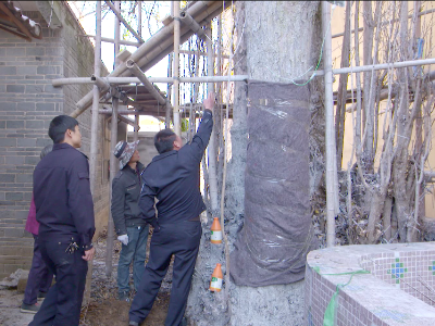 打针上药喂营养餐······泰和专家这样呵护受伤古银杏