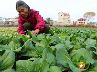 泰和：采收蔬菜 保障供应