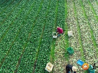 泰和：采收蔬菜 保障供应