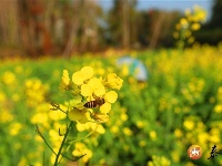 泰和：油菜花盛开 江南春来早