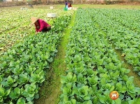 泰和：采收蔬菜 保障供应