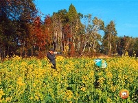 泰和：油菜花盛开 江南春来早