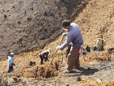桥头镇疫情防控、植树造林两手抓