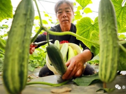 泰和：“扶贫蔬菜”采摘上市