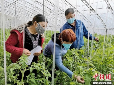 “菜篮子”工程助柴达木盆地种植户鼓起“钱袋子” 