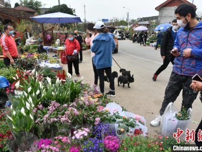 成都花卉市场人气回暖 民众选购鲜花忙