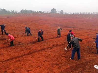 泰和：红壤绿化助力生态修复