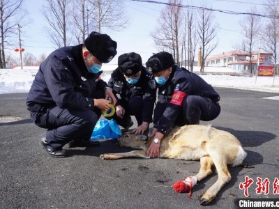 “中国最冷小镇”呼中：傻狍子下山觅食被困 众人齐心救助 