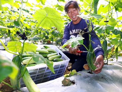 泰和：“扶贫蔬菜”喜丰收
