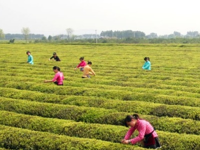 春赏蜀口茶