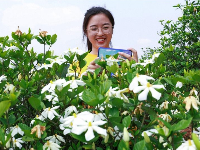 泰和：栀子花开脱贫路