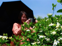 泰和：栀子花开脱贫路