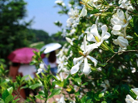 泰和：栀子花开脱贫路