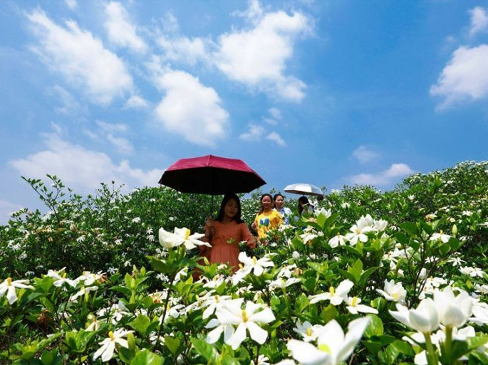泰和：栀子花开脱贫路