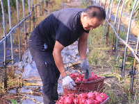 泰和：扶贫果采收忙