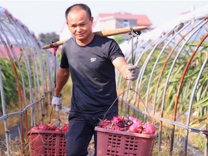 泰和：扶贫果采收忙