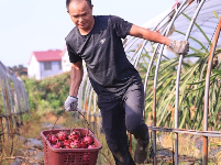 泰和：扶贫果采收忙