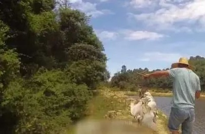 痛心！24只死亡！泰和一养鱼人猎杀白鹭被立案侦查！