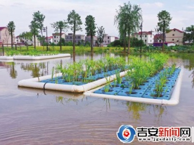 泰和：“生态浮岛” 净化水体