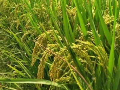 螺溪农民朋友请注意|寒露至 晚稻如何防范“寒露风”