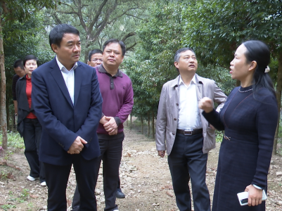 廖东生调研林长制工作