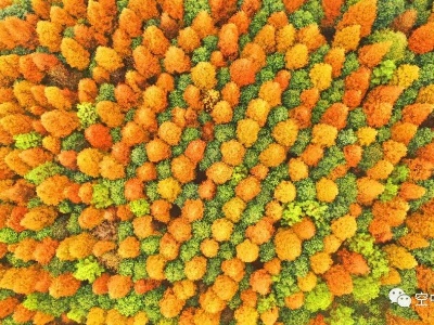 航拍江西泰和美丽生态公益林 一幅脱贫致富风景画 | 空中看江西