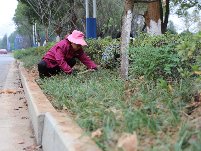百日攻坚在行动 | 泰和园林所降坡封尘绿化道路景观带