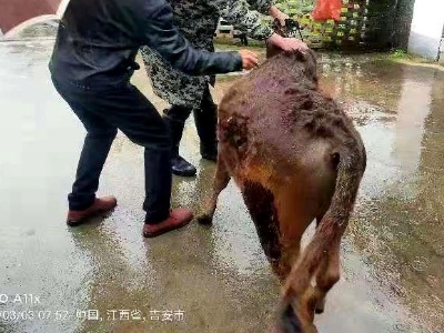 苏溪镇：早谋划、早行动、早落实,抓好春季动物防疫