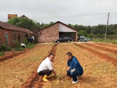 泰和垦殖场指导苷茶种植户“以短养长”