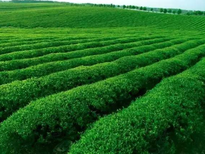 大力推广苷茶产业 促进农业高质量发展
