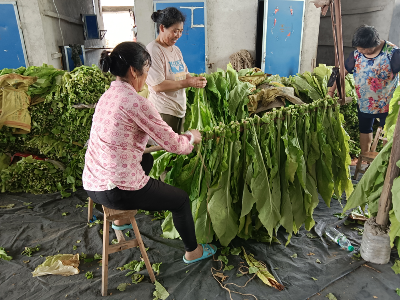 苑前镇：多措并举推动烟叶产业高质量发展