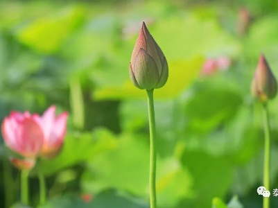 泰和：仲夏时节万物丰茂