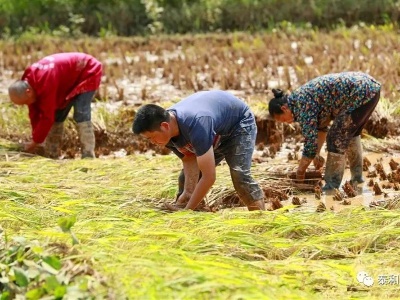 泰和：调优品种结构 助力乡村振兴 