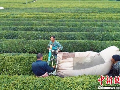 航拍江西泰和夏茶开采 茶园利用机器采茶