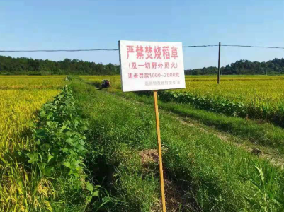 塘洲镇多措并举扎实推进秸秆禁烧工作